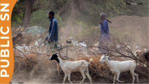 Tivaouane : un berger interpellé pour le vol présumé de 17 moutons à Ndoppe