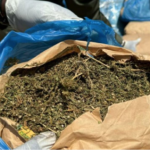 Lire la suite à propos de l’article Thiès : 125 g de chanvre saisis, A. Djigo revendique un usage thérapeutique pour son asthme