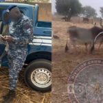 Lire la suite à propos de l’article Nioro : un voleur arrêté avec six bœufs, la gendarmerie diffuse les images