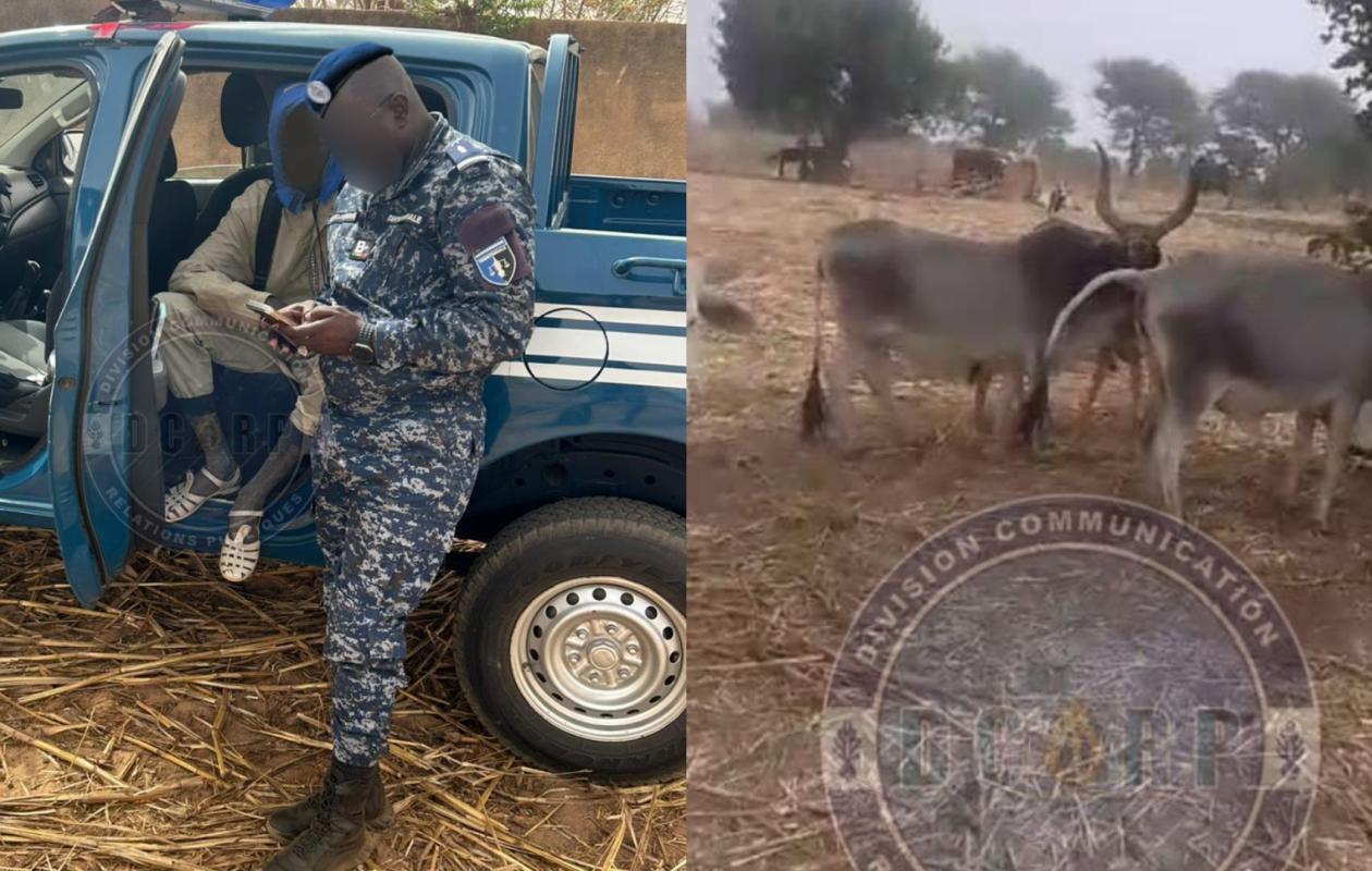 You are currently viewing Nioro : un voleur arrêté avec six bœufs, la gendarmerie diffuse les images