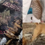 Lire la suite à propos de l’article Viande de chien vendue en dibi ? Révélations troublantes !