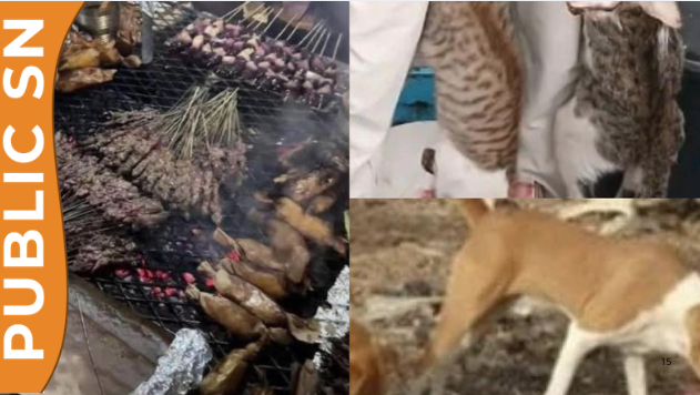 You are currently viewing Viande de chien vendue en dibi ? Révélations troublantes !