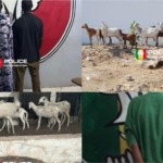 Lire la suite à propos de l’article Kaolack : un gang de voleurs de bétail interpellé après une course-poursuite au pont Noirot