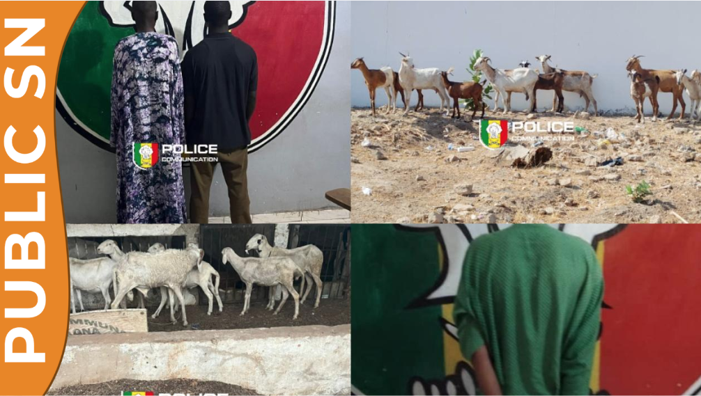 You are currently viewing Kaolack : un gang de voleurs de bétail interpellé après une course-poursuite au pont Noirot