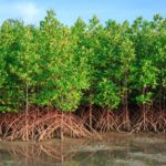 Lire la suite à propos de l’article Oussouye : deux corps sans vie retrouvés dans les mangroves de Bouyouye