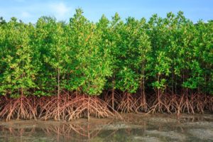 Lire la suite à propos de l’article Oussouye : deux corps sans vie retrouvés dans les mangroves de Bouyouye