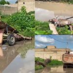 Lire la suite à propos de l’article Kaolack : un âne meurt électrocuté dans une mare d’eau de pluie