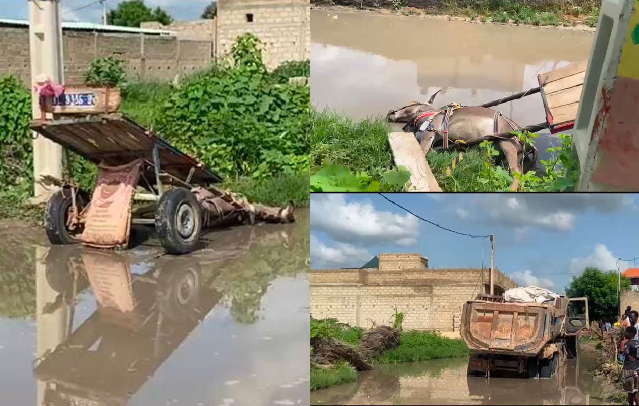 You are currently viewing Kaolack : un âne meurt électrocuté dans une mare d’eau de pluie